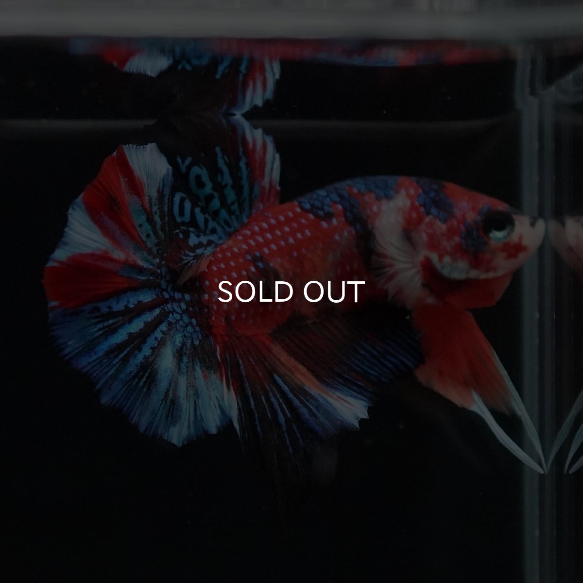 画像6: HMPK　キャンディ (6)