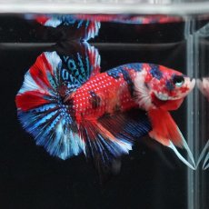 画像6: HMPK　キャンディ (6)