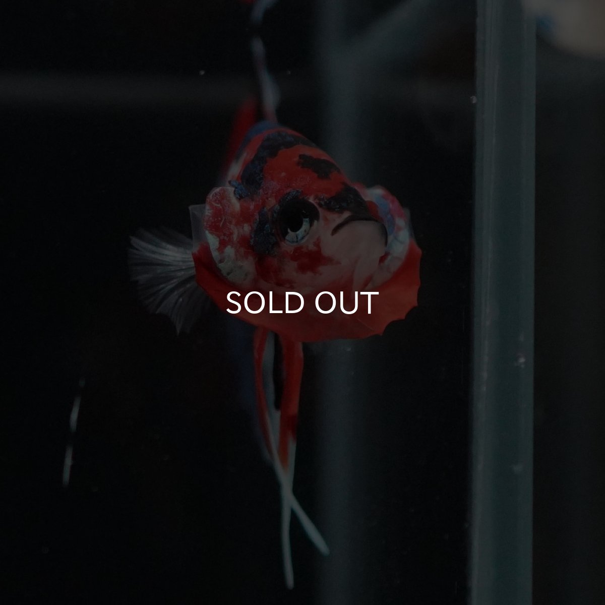 画像4: HMPK　キャンディ (4)