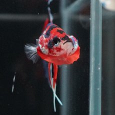 画像4: HMPK　キャンディ (4)