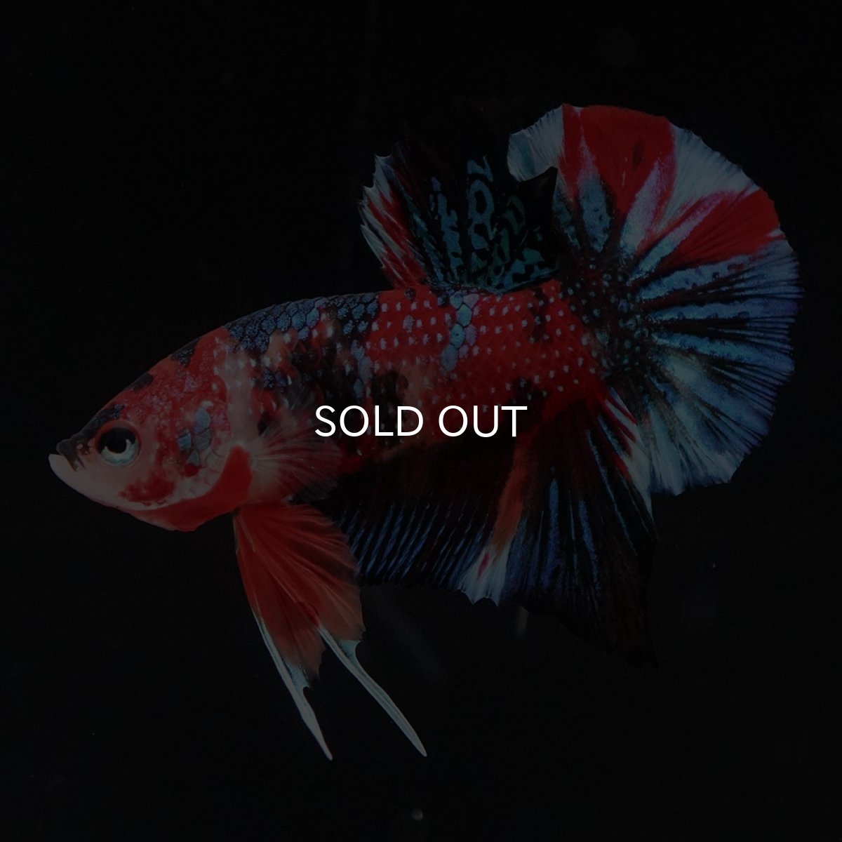 画像1: HMPK　キャンディ (1)