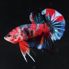 画像1: HMPK　キャンディ (1)