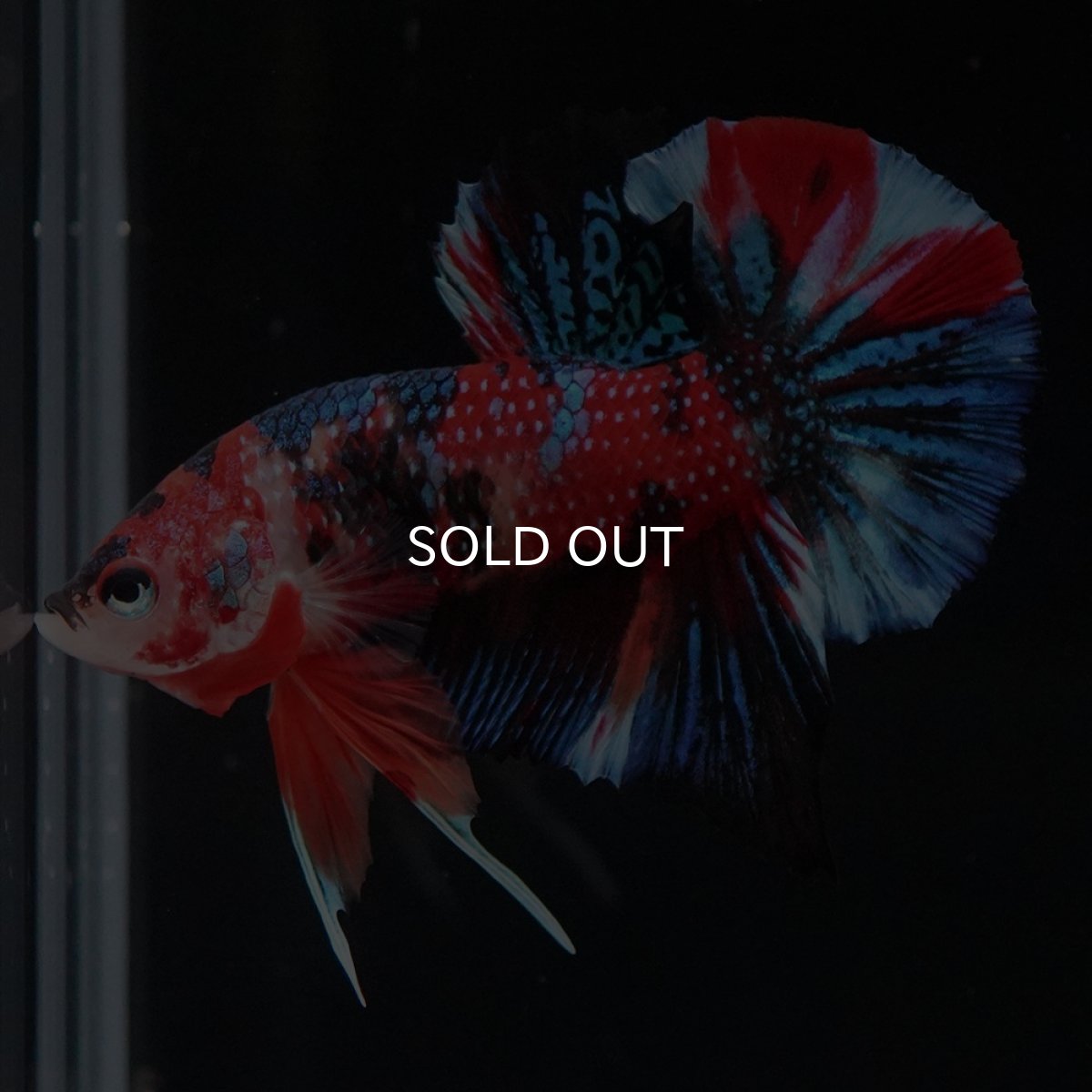 画像3: HMPK　キャンディ (3)