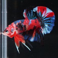 画像3: HMPK　キャンディ (3)