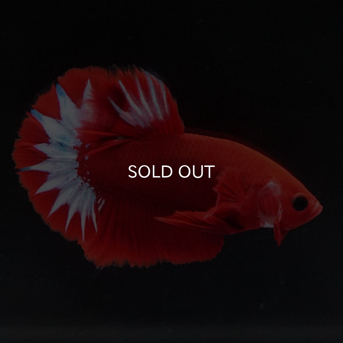 画像2: HMPK　ヘルボーイ (2)