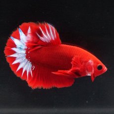 画像2: HMPK　ヘルボーイ (2)