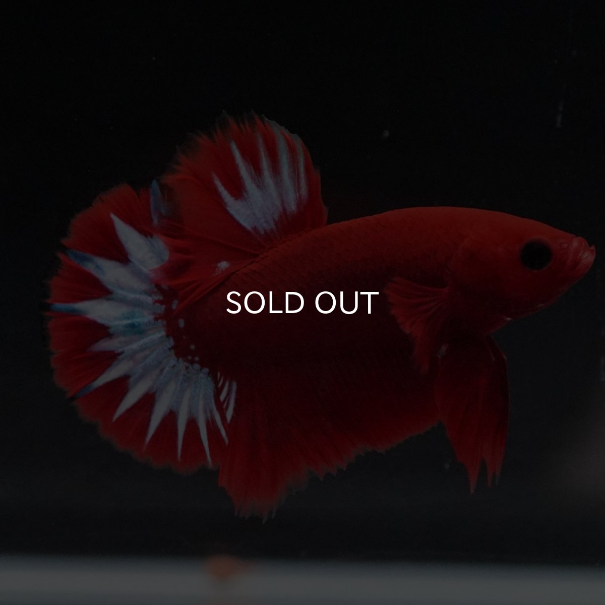 画像12: HMPK　ヘルボーイ (12)