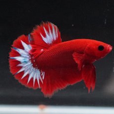 画像12: HMPK　ヘルボーイ (12)