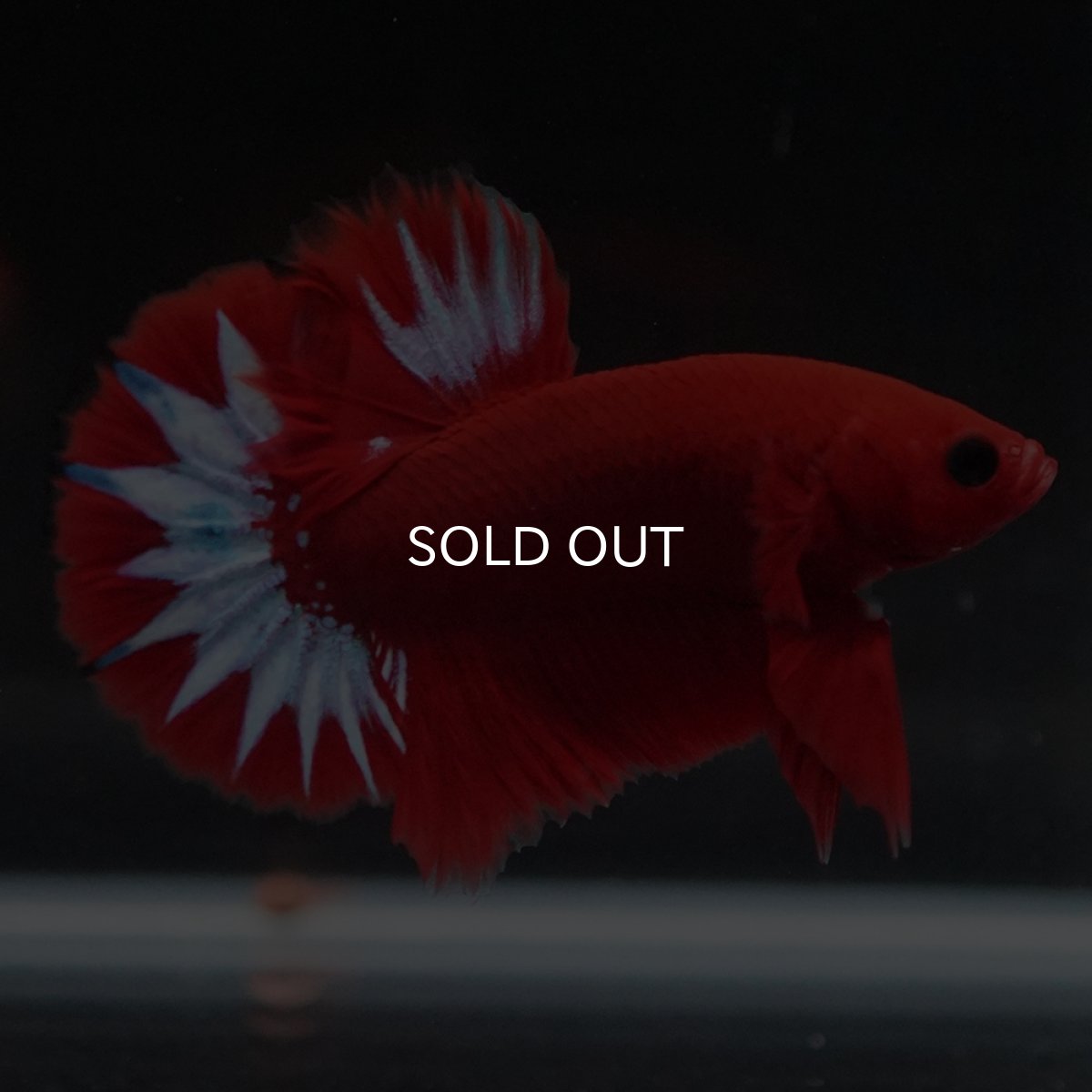 画像11: HMPK　ヘルボーイ (11)