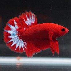 画像11: HMPK　ヘルボーイ (11)