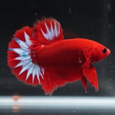 画像10: HMPK　ヘルボーイ (10)