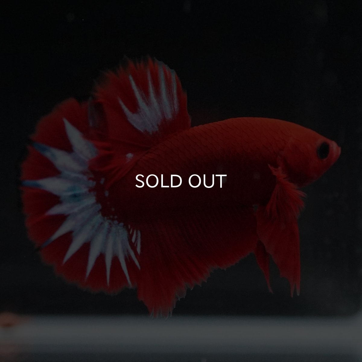 画像9: HMPK　ヘルボーイ (9)