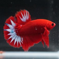 画像9: HMPK　ヘルボーイ (9)