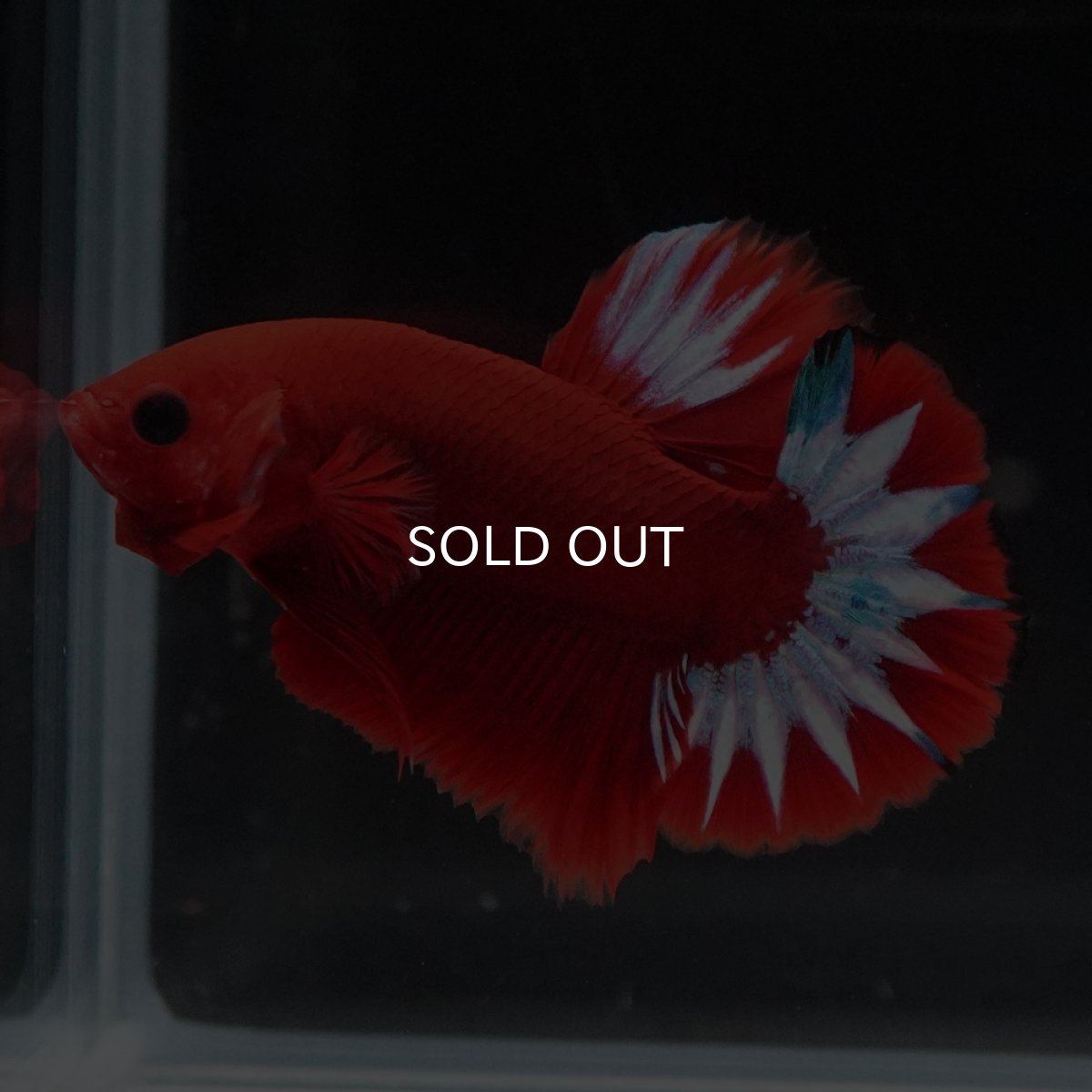 画像8: HMPK　ヘルボーイ (8)