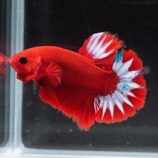 画像8: HMPK　ヘルボーイ (8)