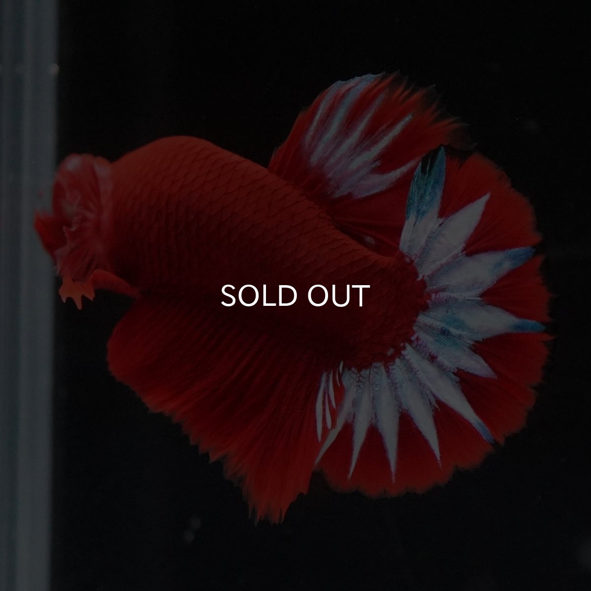 画像7: HMPK　ヘルボーイ (7)