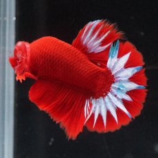 画像7: HMPK　ヘルボーイ (7)