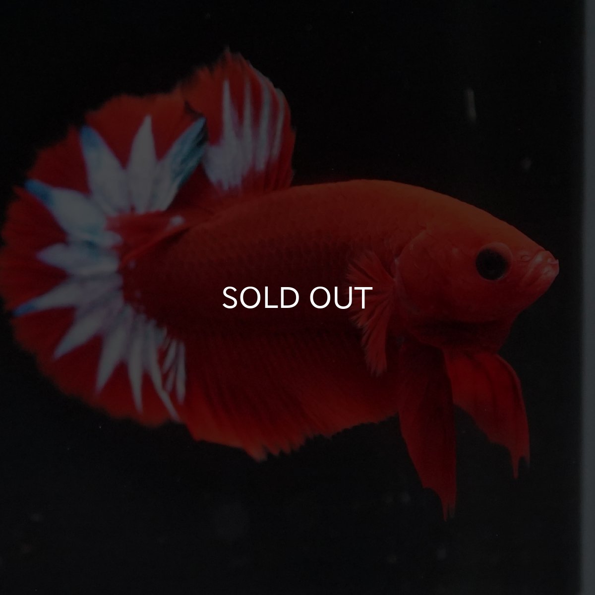 画像1: HMPK　ヘルボーイ (1)