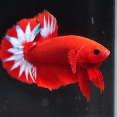 画像1: HMPK　ヘルボーイ (1)