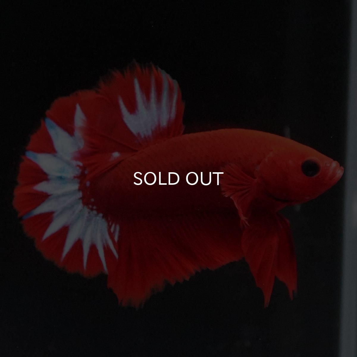 画像6: HMPK　ヘルボーイ (6)