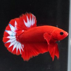 画像6: HMPK　ヘルボーイ (6)