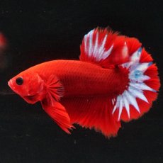 画像5: HMPK　ヘルボーイ (5)