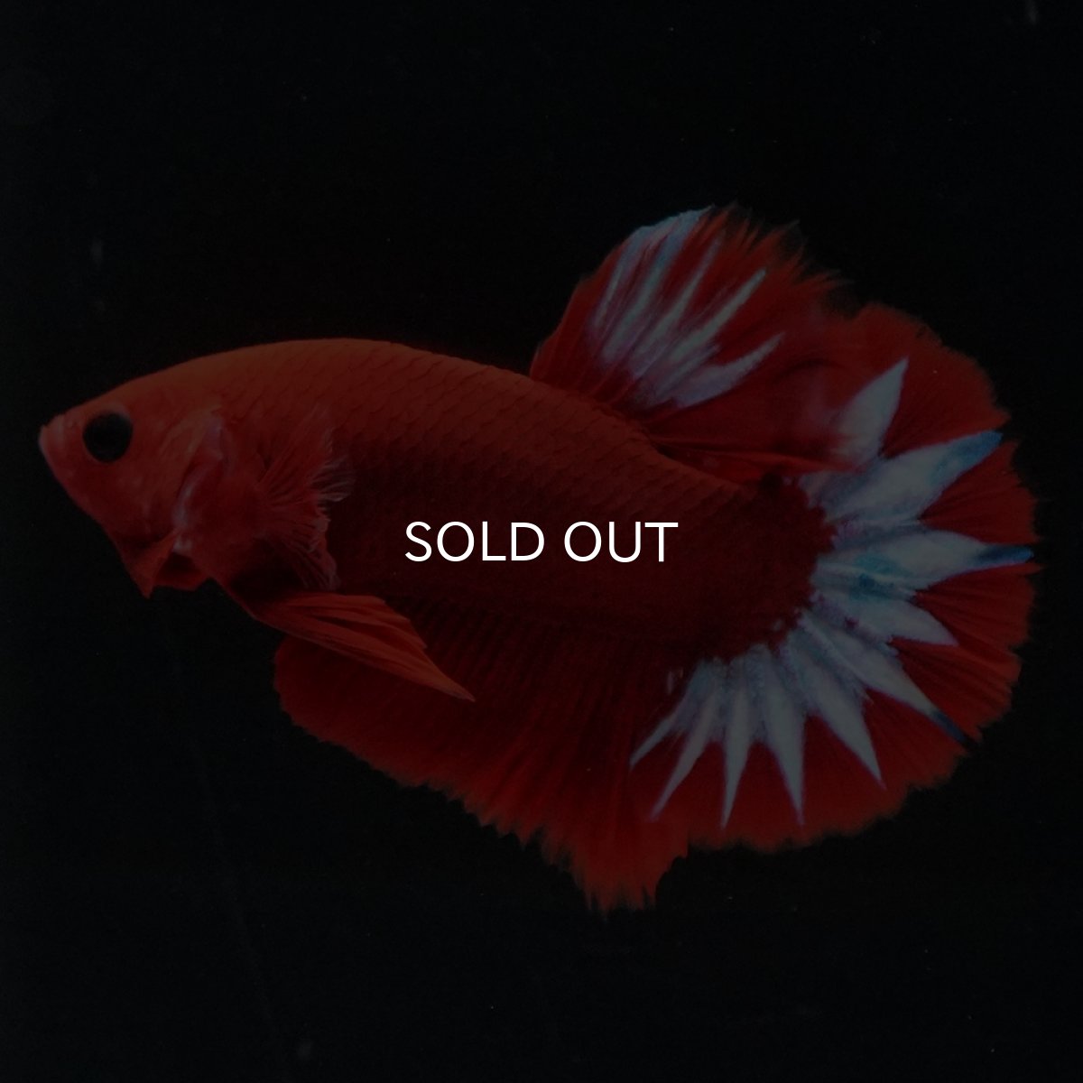 画像4: HMPK　ヘルボーイ (4)