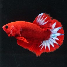 画像4: HMPK　ヘルボーイ (4)