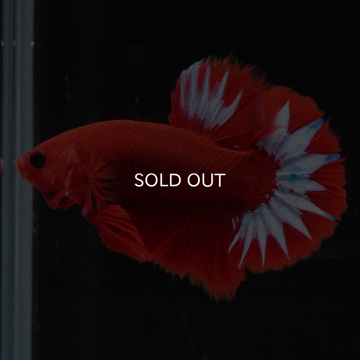 画像3: HMPK　ヘルボーイ (3)