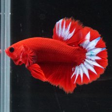 画像3: HMPK　ヘルボーイ (3)