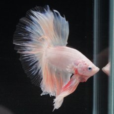 画像26: HM　ホワイトファンシー　クリアフィン (26)