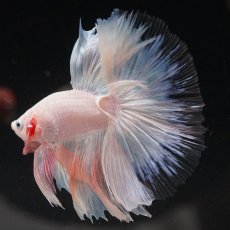 画像4: HM　ホワイトファンシー　クリアフィン (4)