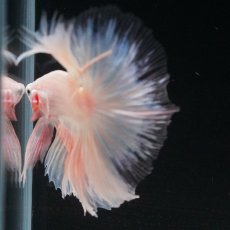 画像25: HM　ホワイトファンシー　クリアフィン (25)