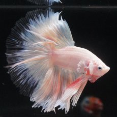 画像24: HM　ホワイトファンシー　クリアフィン (24)