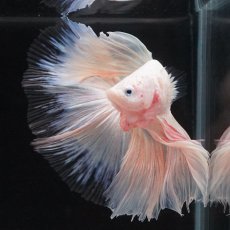 画像23: HM　ホワイトファンシー　クリアフィン (23)