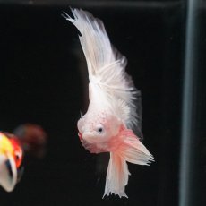 画像22: HM　ホワイトファンシー　クリアフィン (22)