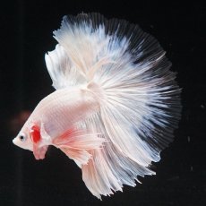 画像21: HM　ホワイトファンシー　クリアフィン (21)