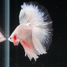 画像20: HM　ホワイトファンシー　クリアフィン (20)