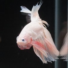 画像19: HM　ホワイトファンシー　クリアフィン (19)