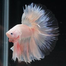 画像18: HM　ホワイトファンシー　クリアフィン (18)