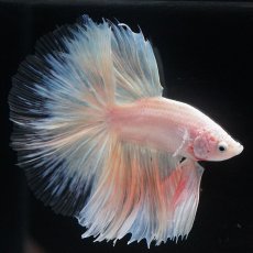 画像17: HM　ホワイトファンシー　クリアフィン (17)