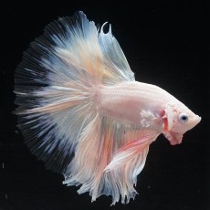 画像16: HM　ホワイトファンシー　クリアフィン (16)