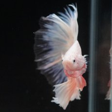 画像15: HM　ホワイトファンシー　クリアフィン (15)