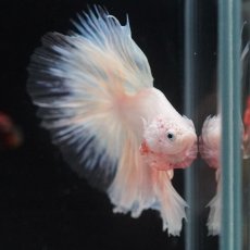 画像14: HM　ホワイトファンシー　クリアフィン (14)