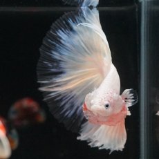 画像13: HM　ホワイトファンシー　クリアフィン (13)