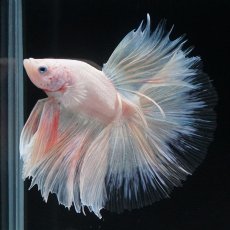 画像12: HM　ホワイトファンシー　クリアフィン (12)