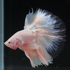 画像11: HM　ホワイトファンシー　クリアフィン (11)