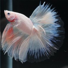 画像10: HM　ホワイトファンシー　クリアフィン (10)