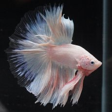 画像2: HM　ホワイトファンシー　クリアフィン (2)