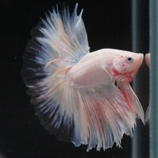 画像9: HM　ホワイトファンシー　クリアフィン (9)